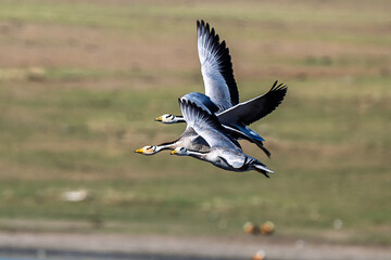 Bar-headed Geese in Flight Over a Lake