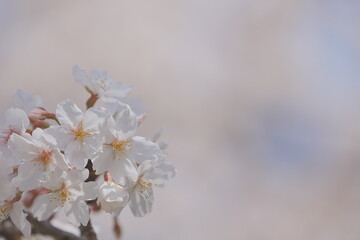 Close up of cherry blossom in spring