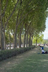 穏やかな休暇 パリの街路樹の下で