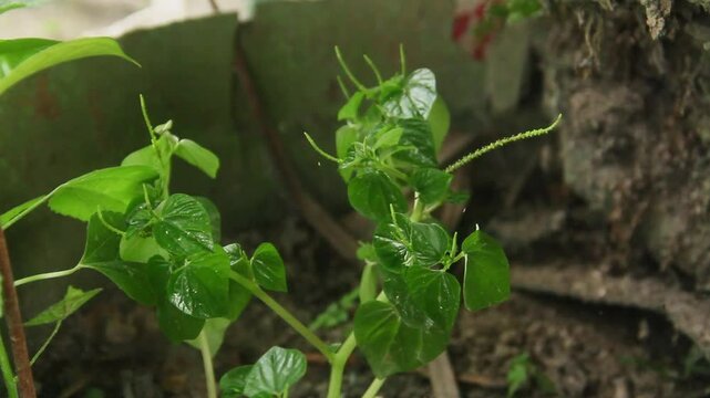 Peperomia Pellucida or Tumpang Air, a plant that contains water in its stems and leaves