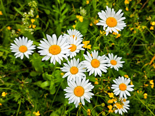 Bright white daisies and yellow wildflowers blooming in a lush green meadow during the summer...