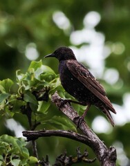 red winged blackbird