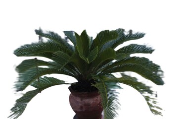 palm tree isolated on white