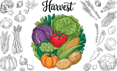 Illustration of harvest vegetables including cabbage corn tomato and pumpkin with garlic and broccoli