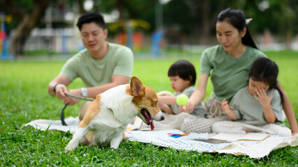 An Asian Family Picnic with Kids and Corgi Dog in the Park, Selective focus on Corgi