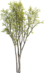 Side view of Hackberry Tree - Celtis Sinensis