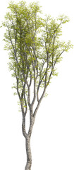 Side view of Hackberry Tree - Celtis Sinensis