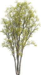 Side view of Hackberry Tree - Celtis Sinensis