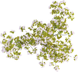 Top view of Hybrid Cherry Tree - Prunus Yedoensis