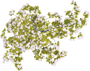 Top view of Hybrid Cherry Tree - Prunus Yedoensis