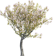 Obraz premium Side view of Hybrid Cherry Tree - Prunus Yedoensis