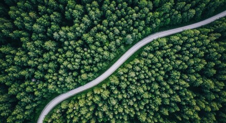 Aerial View Winding Road Lush Green Forest Woods Nature Landscape