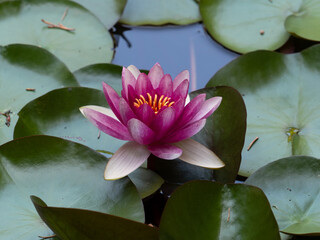 flowering water lilies in an artificial pond