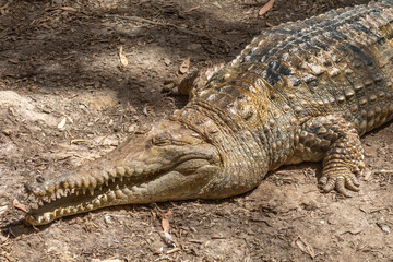 Saltwater and Freshwater Crocodiles (Crocodylus porosus) in the Wild – Powerful Apex Predators of...