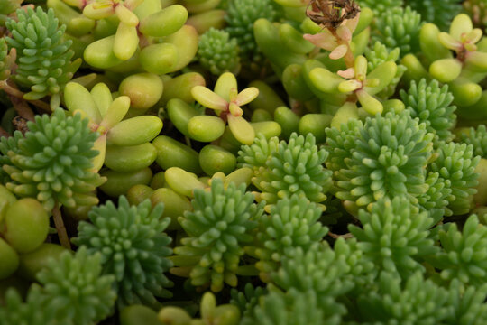 Mix of green sedum succulent varieties