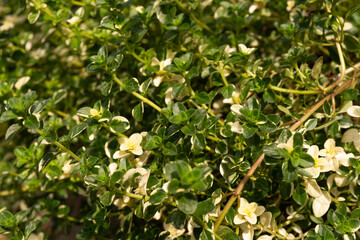 Obraz premium Variegated thyme leaves and tiny white blossoms