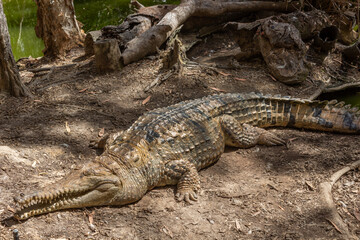 Obraz premium Saltwater and Freshwater Crocodiles (Crocodylus porosus) in the Wild – Powerful Apex Predators of Australia’s Daintree Rainforest