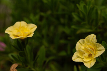 Single yellow calibrachoa with dark green background