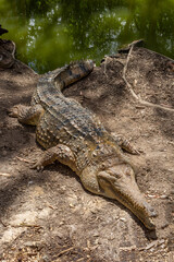 Saltwater and Freshwater Crocodiles (Crocodylus porosus) in the Wild – Powerful Apex Predators of Australia’s Daintree Rainforest