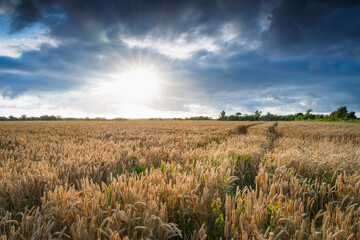 Flowering corn in landscape with overpowering threatening clouds at the end of the day