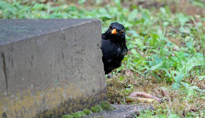 a curious common blackbird, Turdus merula, peeking around a stone corner