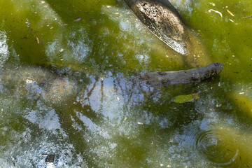 Saltwater and Freshwater Crocodiles (Crocodylus porosus) in the Wild – Powerful Apex Predators of Australia’s Daintree Rainforest