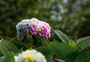 Hydrangea macrophylla (Hydrangea macrophylla). Summer background with flowers. Beautiful landscape in nature with blooming hydrangeas. Beautiful hydrangeas blooming in pink and blue shades.