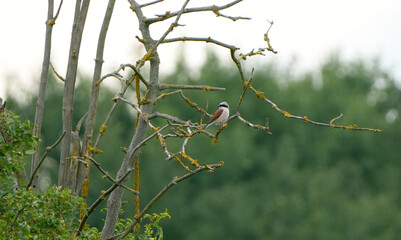a striking red-backed shrike, Lanius collurio, perches on a bare tree branch