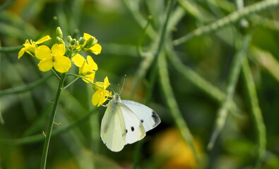 a small white butterfly, Pieris rapae, rests on a bright yellow flower