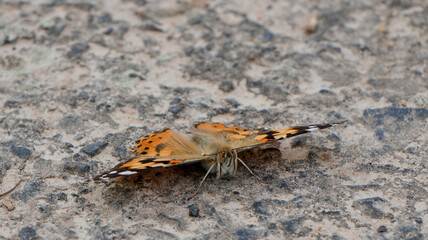 a beautiful painted lady butterfly, Vanessa cardui, rests on the rough ground