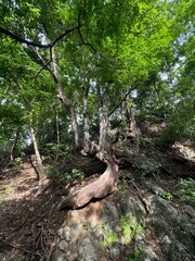 djungle