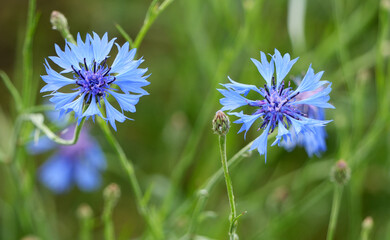 two vibrant blue cornflowers, Centaurea cyanus, bloom in a green field