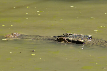 Saltwater and Freshwater Crocodiles (Crocodylus porosus) in the Wild – Powerful Apex Predators of Australia’s Daintree Rainforest