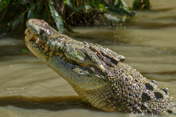 Saltwater and Freshwater Crocodiles (Crocodylus porosus) in the Wild – Powerful Apex Predators of...