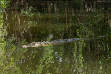 Saltwater and Freshwater Crocodiles (Crocodylus porosus) in the Wild &ndash; Powerful Apex Predators of Australia&rsquo;s Daintree Rainforest