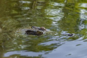 Saltwater and Freshwater Crocodiles (Crocodylus porosus) in the Wild – Powerful Apex Predators of Australia’s Daintree Rainforest