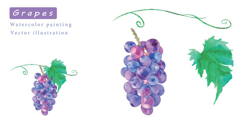 美味しそうなブドウのベクター素材水彩イラスト	