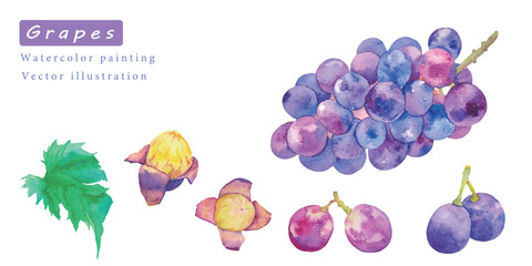 美味しそうなブドウのベクター素材水彩イラスト	