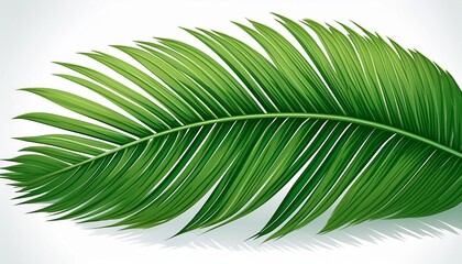 Obraz premium green tropical palm leaf isolated on white background for design