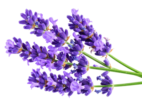 Minimalist Single Lavender Flower – Flat Lay Style  - Powered by Adobe