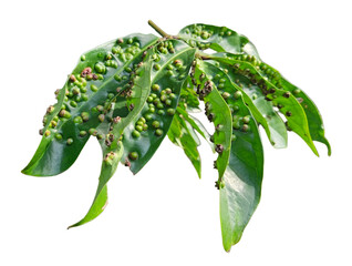 Green leaf infected with gall disease, showing textured bumps. Suitable for plant pathology visuals and agricultural disease references. Isolated on white background, transparent PNG