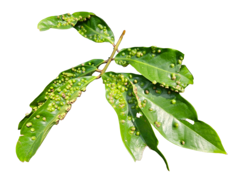 Leaf with symmetrical pest-induced galls. Ideal for educational or agricultural disease awareness visuals. Isolated on white background, transparent PNG