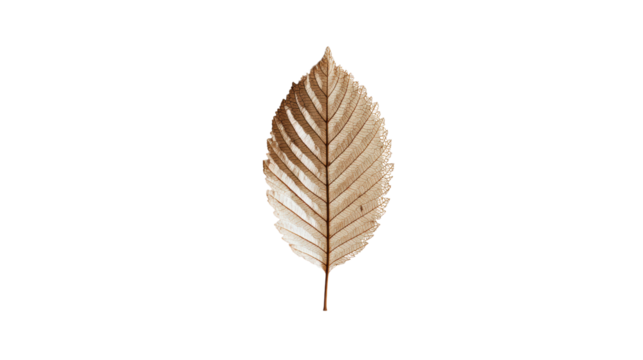 Dry leaf with detailed texture, isolated on a white background, perfect for nature themed designs.