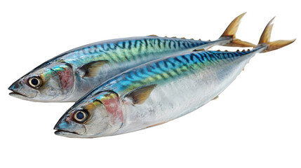 Fototapeta premium Fresh fish on a white isolated background, perfect for culinary presentations.