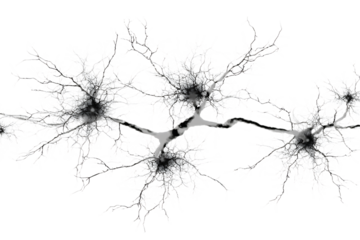 Microscopic view of interconnected neurons.