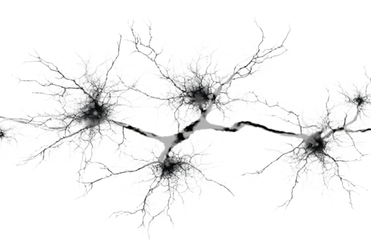 Microscopic view of interconnected neurons.