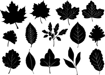 Obraz premium Seamless vector pattern of diverse autumn leaves, a vibrant nature illustration perfect for fall decor