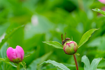 芍薬の蕾に止まるスズメバチ