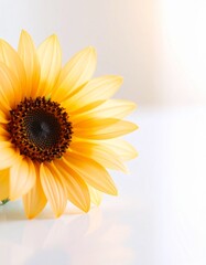 Obraz premium Sunflower flower background