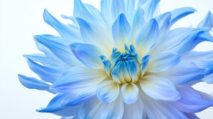 Obraz premium Soft-focus shot of a vibrant blue dahlia, radiating floral serenity in daylight